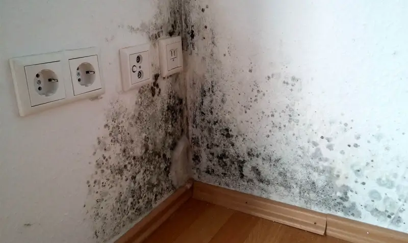 Видалення плісняви в Києві